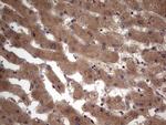 BFSP2 Antibody in Immunohistochemistry (Paraffin) (IHC (P))