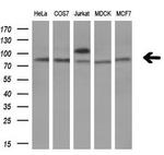 TCF12 Antibody in Western Blot (WB)