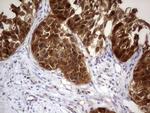 PAFAH1B3 Antibody in Immunohistochemistry (Paraffin) (IHC (P))