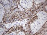 Periostin Antibody in Immunohistochemistry (Paraffin) (IHC (P))