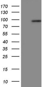 Periostin Antibody in Western Blot (WB)