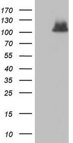 ADAMTS1 Antibody in Western Blot (WB)