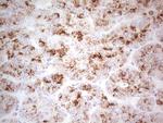 POMK Antibody in Immunohistochemistry (Paraffin) (IHC (P))