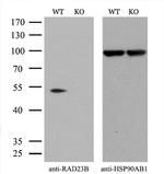 RAD23B Antibody in Western Blot (WB)