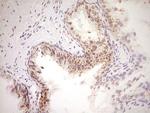 NOR-1 Antibody in Immunohistochemistry (Paraffin) (IHC (P))