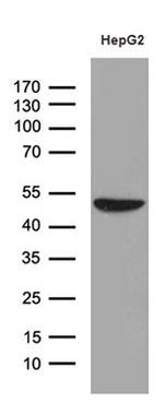 ASL Antibody in Western Blot (WB)