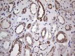 HIP55 Antibody in Immunohistochemistry (Paraffin) (IHC (P))