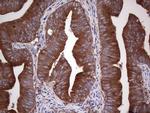 GARS Antibody in Immunohistochemistry (Paraffin) (IHC (P))