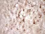 ADAMTS4 Antibody in Immunohistochemistry (Paraffin) (IHC (P))