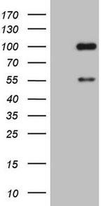 ADAMTS4 Antibody in Western Blot (WB)