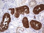 Aspartoacylase Antibody in Immunohistochemistry (Paraffin) (IHC (P))