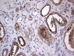 GARS Antibody in Immunohistochemistry (Paraffin) (IHC (P))