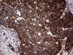 GARS Antibody in Immunohistochemistry (Paraffin) (IHC (P))