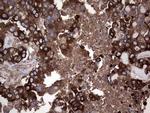 GARS Antibody in Immunohistochemistry (Paraffin) (IHC (P))