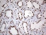 HDAC9 Antibody in Immunohistochemistry (Paraffin) (IHC (P))