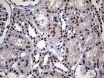 HDAC9 Antibody in Immunohistochemistry (Paraffin) (IHC (P))