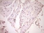 tPA Antibody in Immunohistochemistry (Paraffin) (IHC (P))