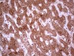 MARK3 Antibody in Immunohistochemistry (Paraffin) (IHC (P))