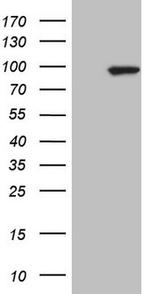 MARK3 Antibody in Western Blot (WB)