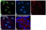 SETD1A Antibody in Immunocytochemistry (ICC/IF)