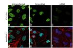 SETD1A Antibody in Immunocytochemistry (ICC/IF)