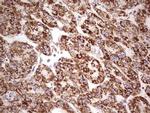 LRRC6 Antibody in Immunohistochemistry (Paraffin) (IHC (P))