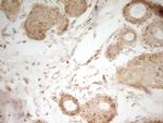 MRRF Antibody in Immunohistochemistry (Paraffin) (IHC (P))