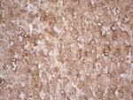 Ephrin A3 Antibody in Immunohistochemistry (Paraffin) (IHC (P))