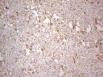 Ephrin A3 Antibody in Immunohistochemistry (Paraffin) (IHC (P))