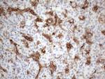 LPIN1 Antibody in Immunohistochemistry (Paraffin) (IHC (P))