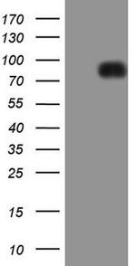 LPIN1 Antibody in Western Blot (WB)