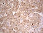 IDO2 Antibody in Immunohistochemistry (Paraffin) (IHC (P))