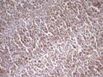 MRRF Antibody in Immunohistochemistry (Paraffin) (IHC (P))