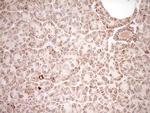 NR0B2 Antibody in Immunohistochemistry (Paraffin) (IHC (P))