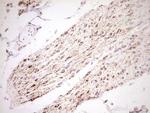 NR0B2 Antibody in Immunohistochemistry (Paraffin) (IHC (P))