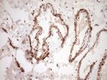 NR0B2 Antibody in Immunohistochemistry (Paraffin) (IHC (P))