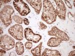 NR0B2 Antibody in Immunohistochemistry (Paraffin) (IHC (P))