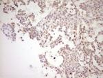 NR0B2 Antibody in Immunohistochemistry (Paraffin) (IHC (P))