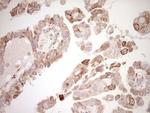 NR0B2 Antibody in Immunohistochemistry (Paraffin) (IHC (P))