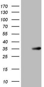 NR0B2 Antibody in Western Blot (WB)