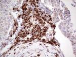 BHLHE41 Antibody in Immunohistochemistry (Paraffin) (IHC (P))