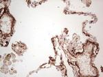 MGP Antibody in Immunohistochemistry (Paraffin) (IHC (P))