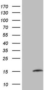 MGP Antibody in Western Blot (WB)