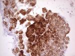 WIBG Antibody in Immunohistochemistry (Paraffin) (IHC (P))