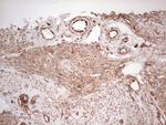 WIBG Antibody in Immunohistochemistry (Paraffin) (IHC (P))