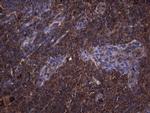 NARS2 Antibody in Immunohistochemistry (Paraffin) (IHC (P))