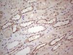 GABRA5 Antibody in Immunohistochemistry (Paraffin) (IHC (P))