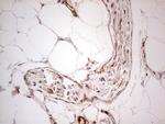 UBE2D2 Antibody in Immunohistochemistry (Paraffin) (IHC (P))