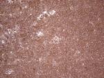 UBE2D2 Antibody in Immunohistochemistry (Paraffin) (IHC (P))