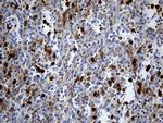 UBE3B Antibody in Immunohistochemistry (Paraffin) (IHC (P))